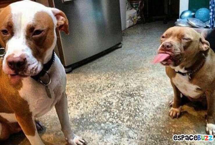 Illustration de l'article : 15 photos qui prouvent que les pitbulls peuvent être aussi adorables que les autres chiens