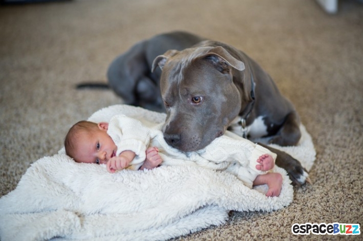 Illustration de l'article : 15 photos qui prouvent que les pitbulls peuvent être aussi adorables que les autres chiens