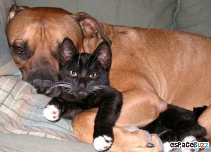 Illustration de l'article : 15 photos qui prouvent que les pitbulls peuvent être aussi adorables que les autres chiens