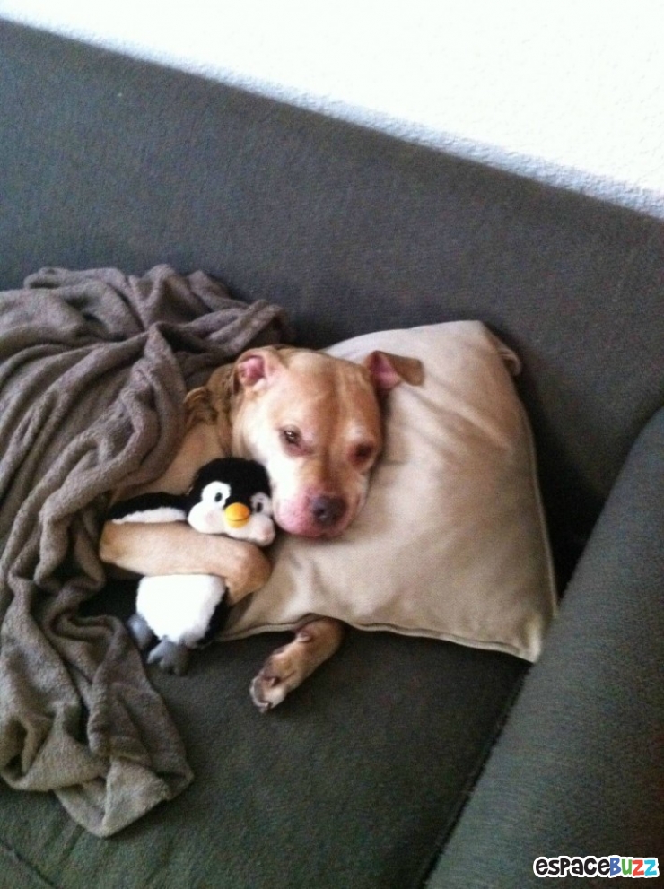 Illustration de l'article : 15 photos qui prouvent que les pitbulls peuvent être aussi adorables que les autres chiens