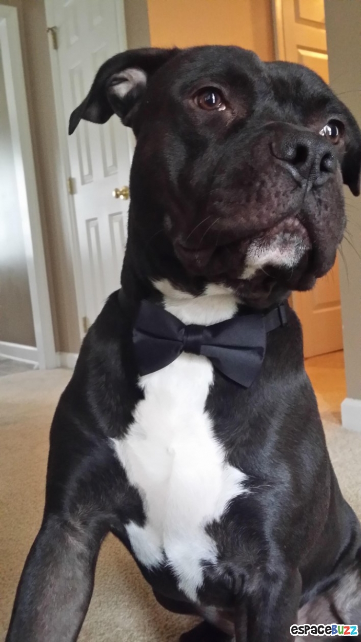 Illustration de l'article : 15 photos qui prouvent que les pitbulls peuvent être aussi adorables que les autres chiens