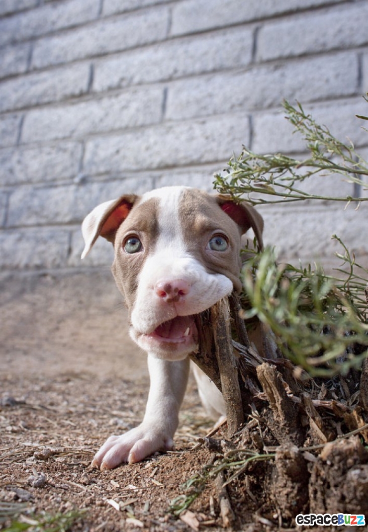 Illustration de l'article : 15 photos qui prouvent que les pitbulls peuvent être aussi adorables que les autres chiens