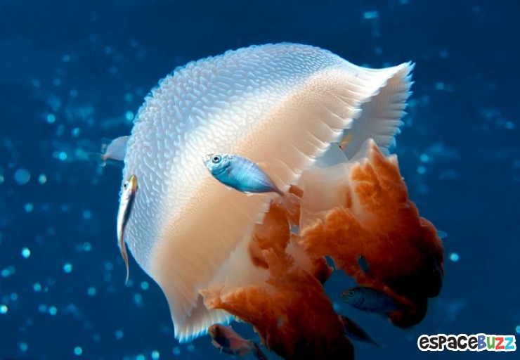 Illustration de l'article : Les 10 plus belles images que peuvent offrir les mers et oc&eacute;ans du monde