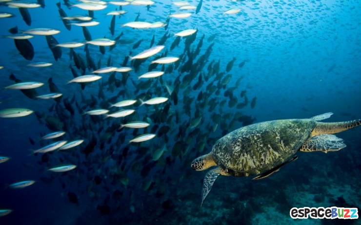Illustration de l'article : Les 10 plus belles images que peuvent offrir les mers et oc&eacute;ans du monde