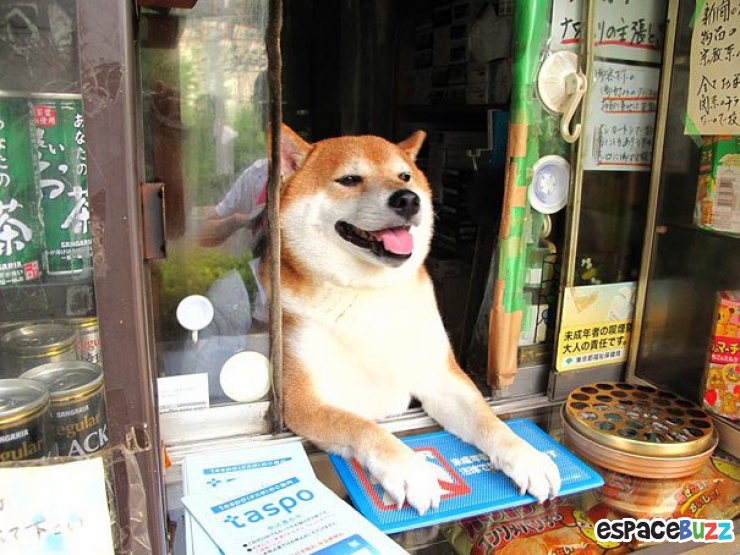 Illustration de l'article : Au Japon, c'est un chien qui se charge de vous accueillir dans cette boutique