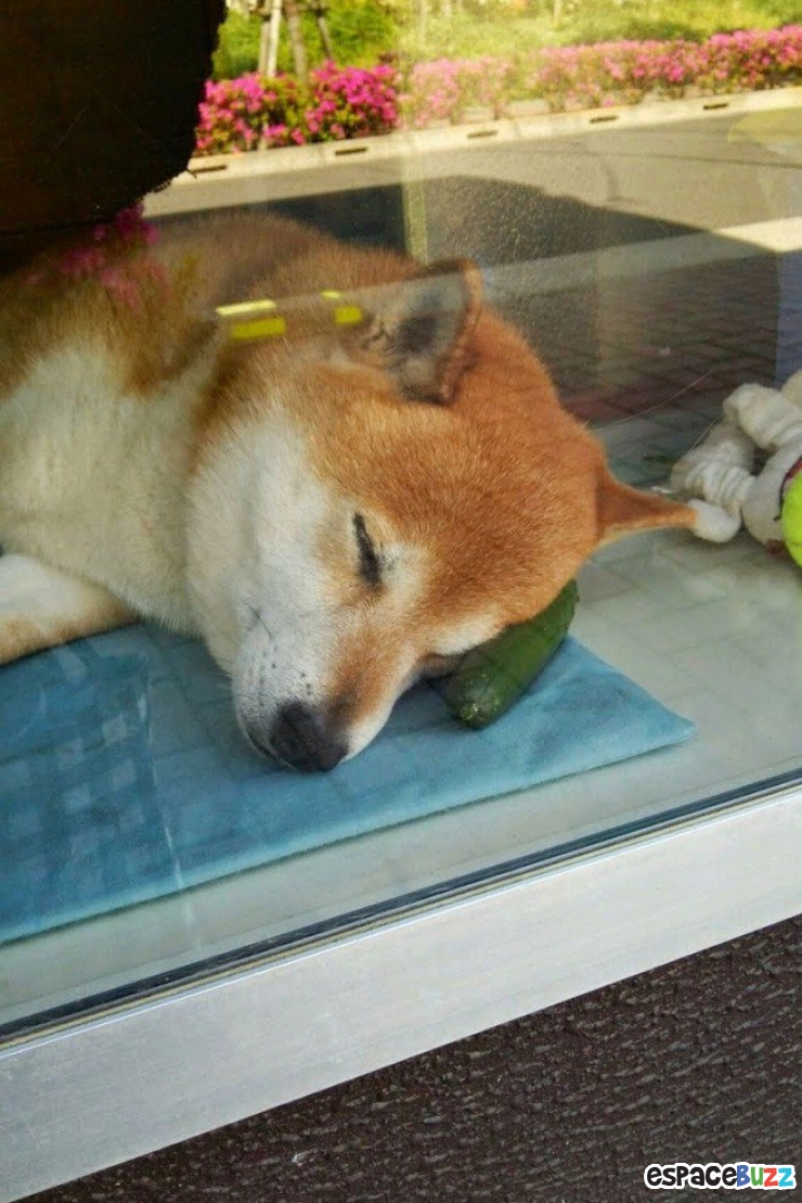 Illustration de l'article : Au Japon, c'est un chien qui se charge de vous accueillir dans cette boutique