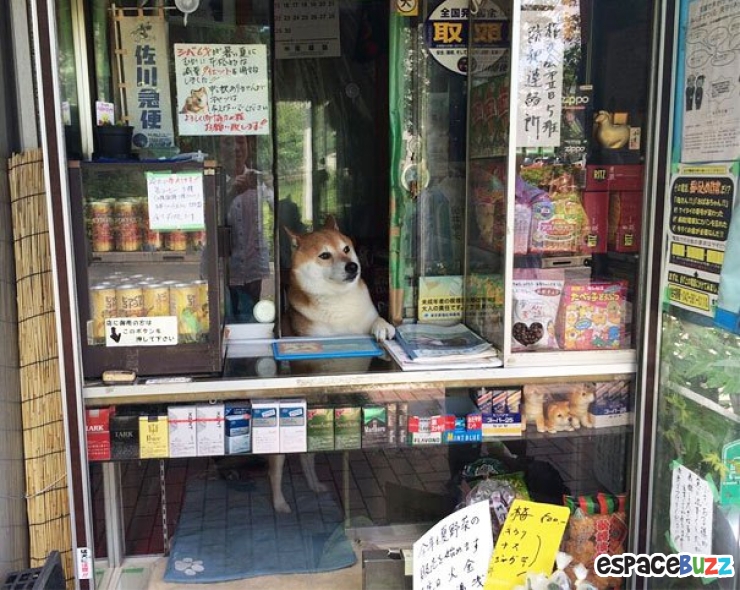 Illustration de l'article : Au Japon, c'est un chien qui se charge de vous accueillir dans cette boutique