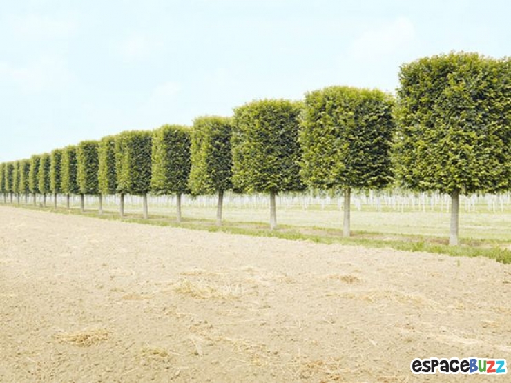 Illustration de l'article : L'agriculture vue par le photographe Henrik Spohler en 10 clich&eacute;s