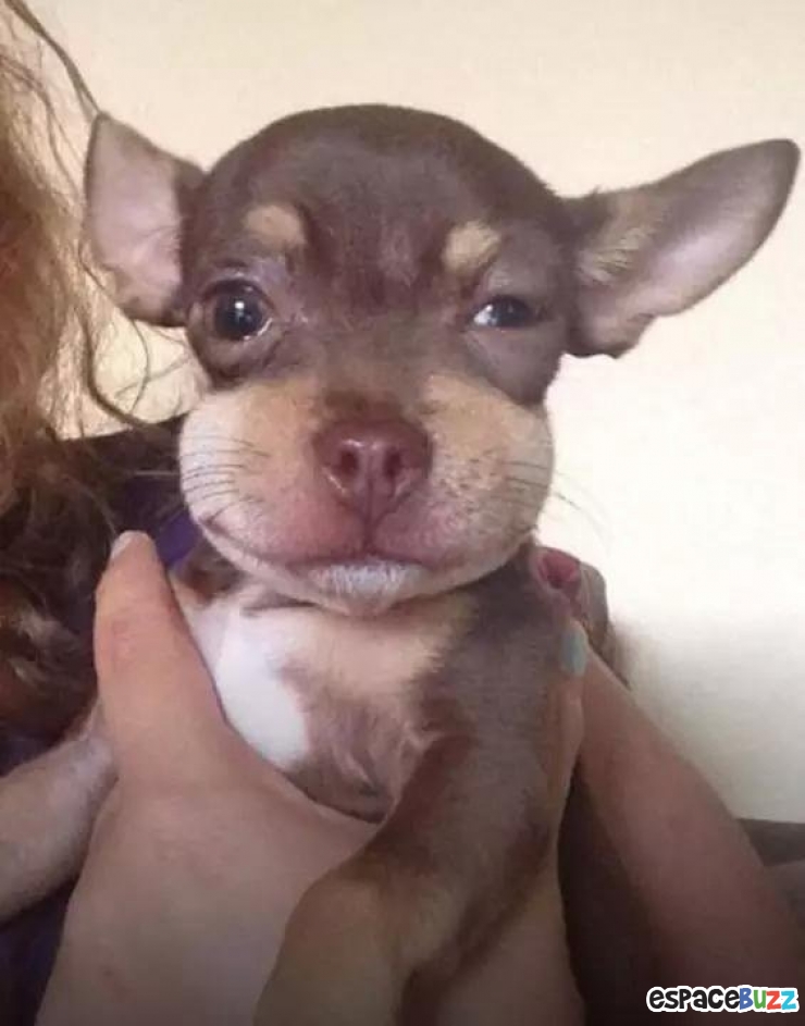 Illustration de l'article : 10 photos de chiens qui ont eu la mauvaise idée d'attraper des abeilles...