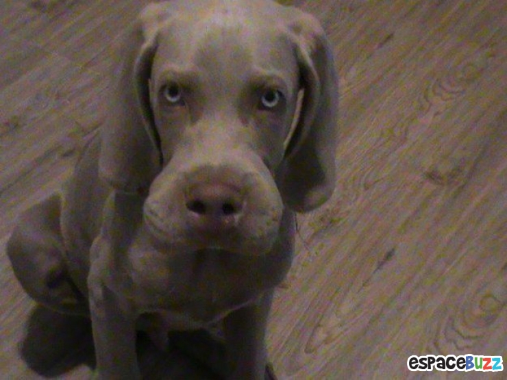 Illustration de l'article : 10 photos de chiens qui ont eu la mauvaise idée d'attraper des abeilles...