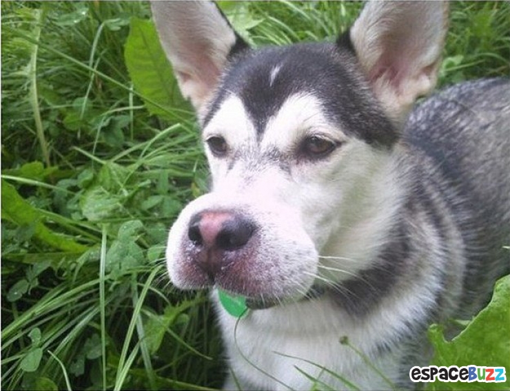 Illustration de l'article : 10 photos de chiens qui ont eu la mauvaise idée d'attraper des abeilles...