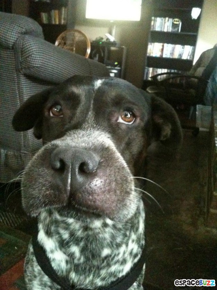 Illustration de l'article : 10 photos de chiens qui ont eu la mauvaise idée d'attraper des abeilles...