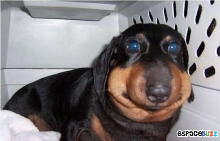 Illustration de l'article : 10 photos de chiens qui ont eu la mauvaise idée d'attraper des abeilles...