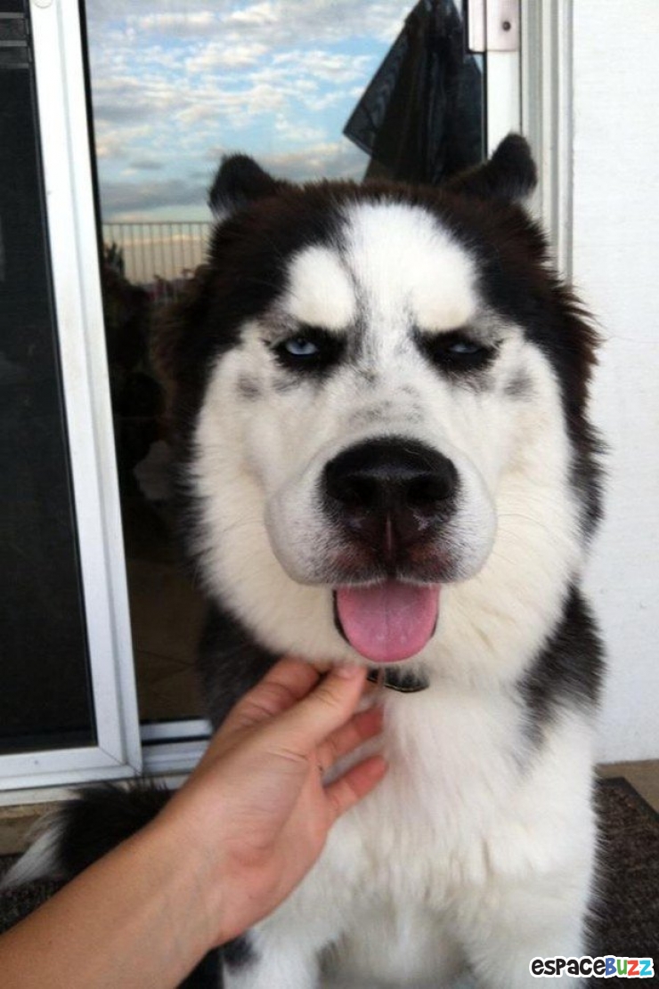 Illustration de l'article : 10 photos de chiens qui ont eu la mauvaise idée d'attraper des abeilles...