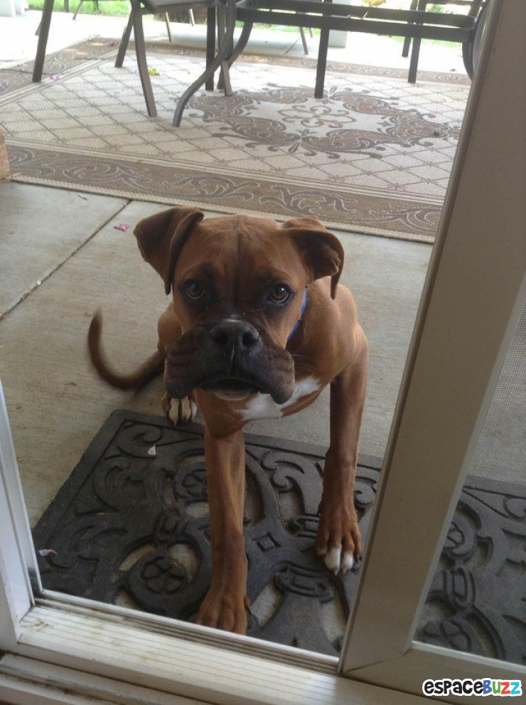 Illustration de l'article : 10 photos de chiens qui ont eu la mauvaise idée d'attraper des abeilles...