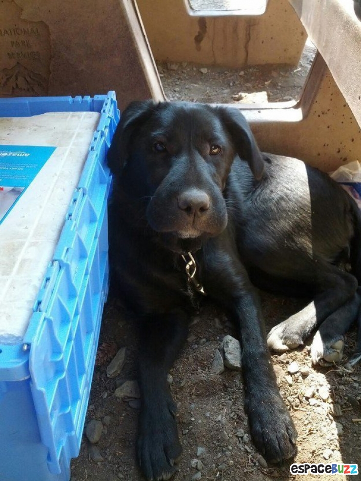 Illustration de l'article : 10 photos de chiens qui ont eu la mauvaise idée d'attraper des abeilles...