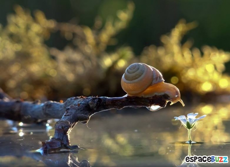 Illustration de l'article : D&eacute;couvrez le monde impressionnant des escargots &agrave; travers l'objectif de Vyacheslav Mishchenko (15 photos)