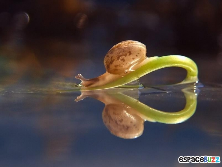Illustration de l'article : D&eacute;couvrez le monde impressionnant des escargots &agrave; travers l'objectif de Vyacheslav Mishchenko (15 photos)
