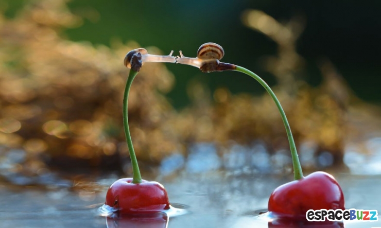 Illustration de l'article : D&eacute;couvrez le monde impressionnant des escargots &agrave; travers l'objectif de Vyacheslav Mishchenko (15 photos)