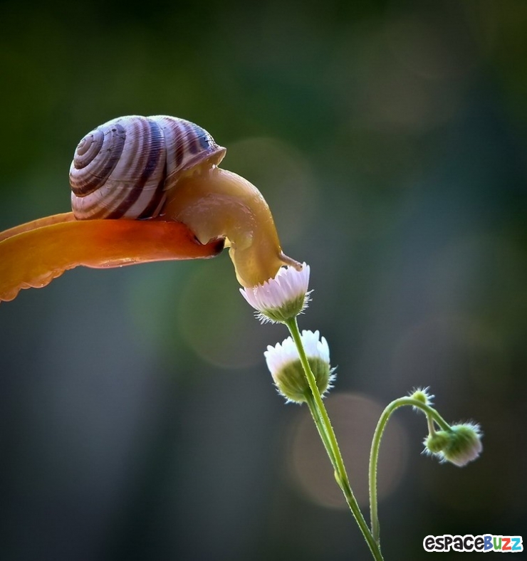 Illustration de l'article : D&eacute;couvrez le monde impressionnant des escargots &agrave; travers l'objectif de Vyacheslav Mishchenko (15 photos)