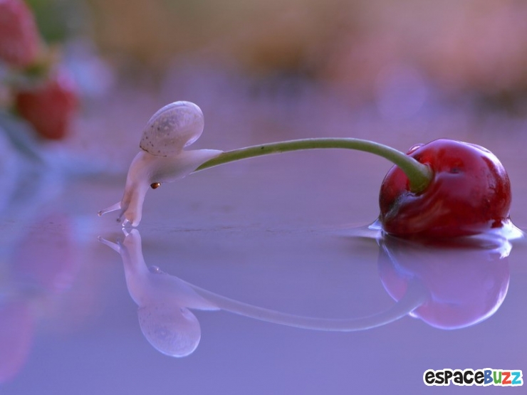 Illustration de l'article : D&eacute;couvrez le monde impressionnant des escargots &agrave; travers l'objectif de Vyacheslav Mishchenko (15 photos)