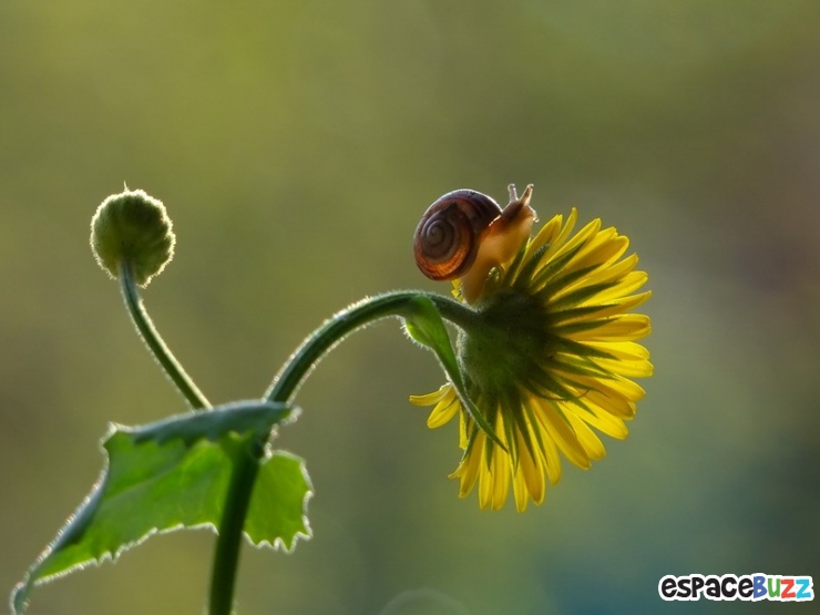 Illustration de l'article : D&eacute;couvrez le monde impressionnant des escargots &agrave; travers l'objectif de Vyacheslav Mishchenko (15 photos)