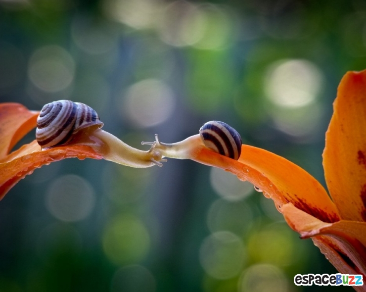 Illustration de l'article : D&eacute;couvrez le monde impressionnant des escargots &agrave; travers l'objectif de Vyacheslav Mishchenko (15 photos)