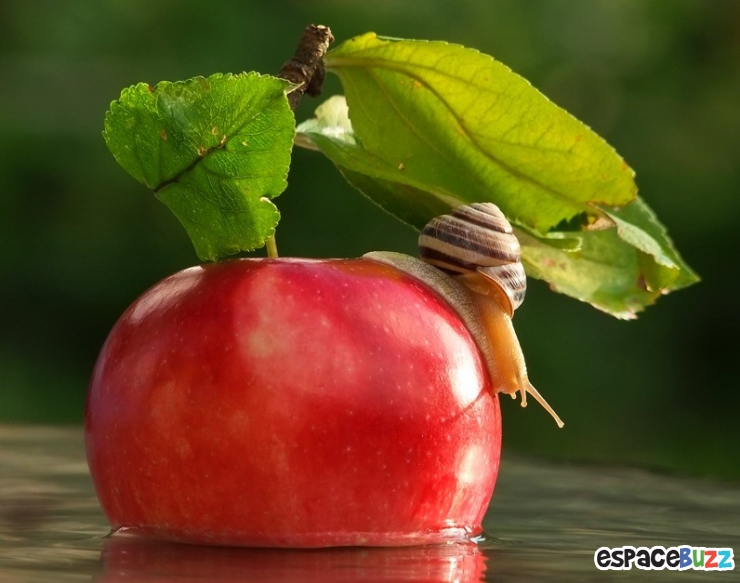Illustration de l'article : D&eacute;couvrez le monde impressionnant des escargots &agrave; travers l'objectif de Vyacheslav Mishchenko (15 photos)