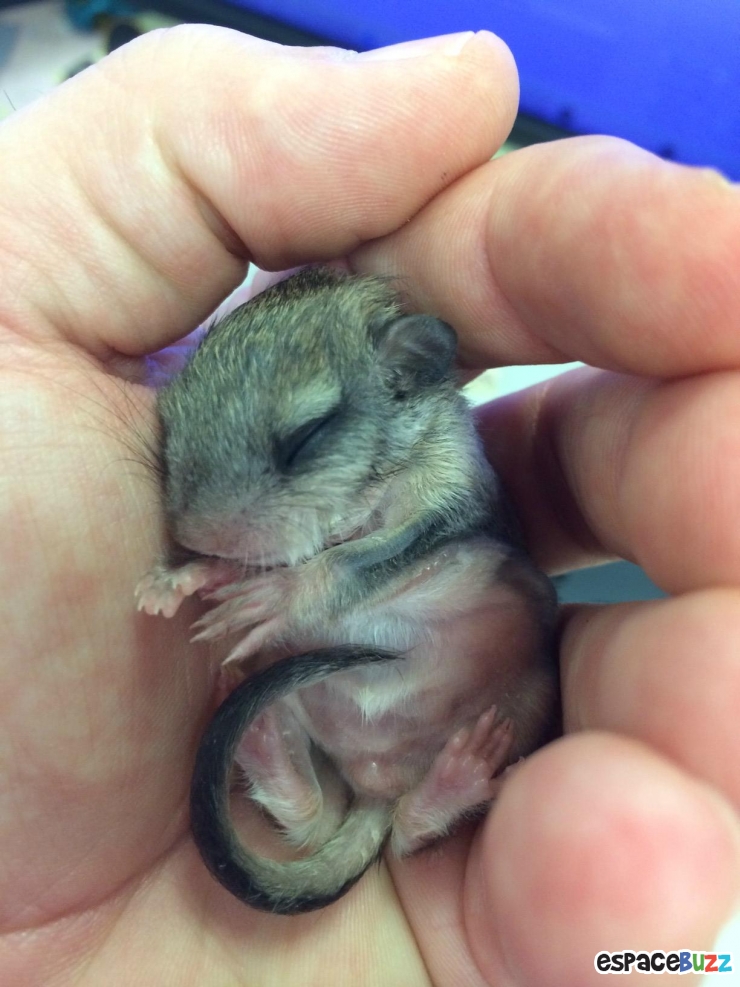 Illustration de l'article : Il a trouvé ce bébé écureuil à moitié mort dans la rue! La suite est à couper le souffle!