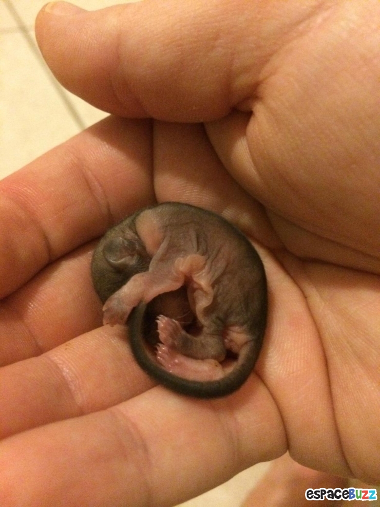 Illustration de l'article : Il a trouvé ce bébé écureuil à moitié mort dans la rue! La suite est à couper le souffle!