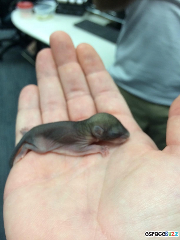 Illustration de l'article : Il a trouvé ce bébé écureuil à moitié mort dans la rue! La suite est à couper le souffle!