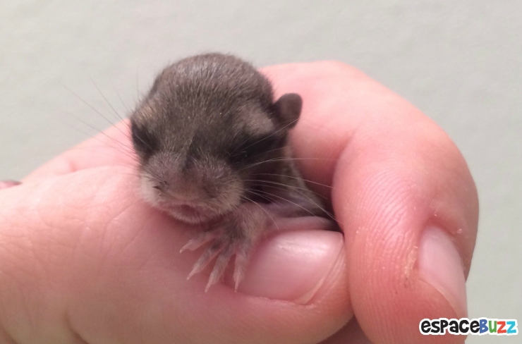 Illustration de l'article : Il a trouvé ce bébé écureuil à moitié mort dans la rue! La suite est à couper le souffle!