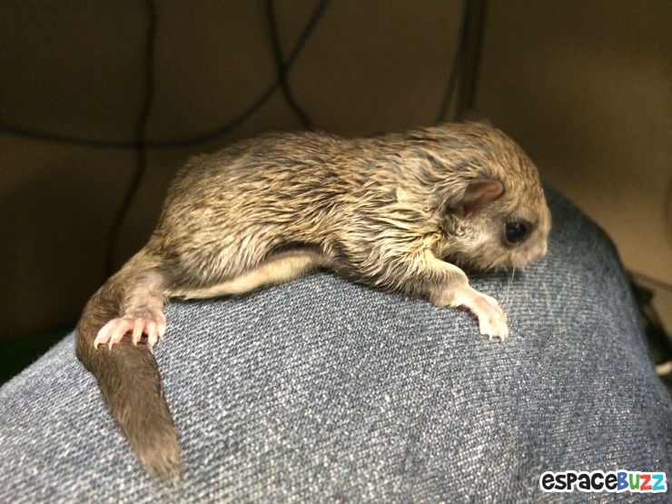 Illustration de l'article : Il a trouvé ce bébé écureuil à moitié mort dans la rue! La suite est à couper le souffle!