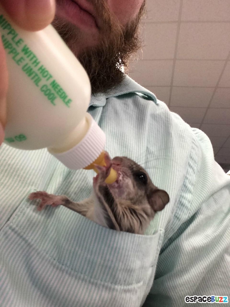 Illustration de l'article : Il a trouvé ce bébé écureuil à moitié mort dans la rue! La suite est à couper le souffle!