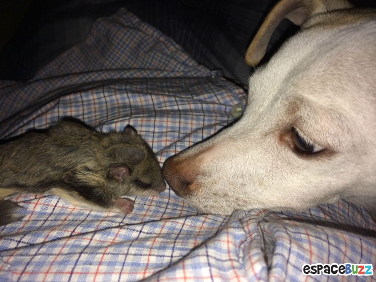 Illustration de l'article : Il a trouvé ce bébé écureuil à moitié mort dans la rue! La suite est à couper le souffle!