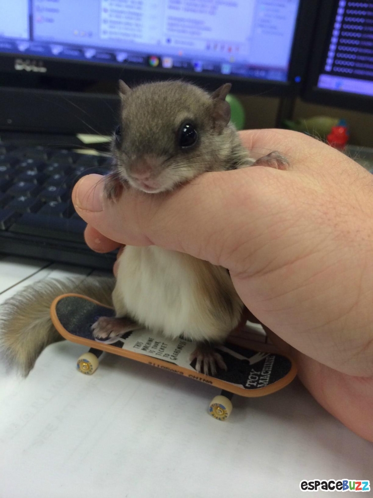Illustration de l'article : Il a trouvé ce bébé écureuil à moitié mort dans la rue! La suite est à couper le souffle!