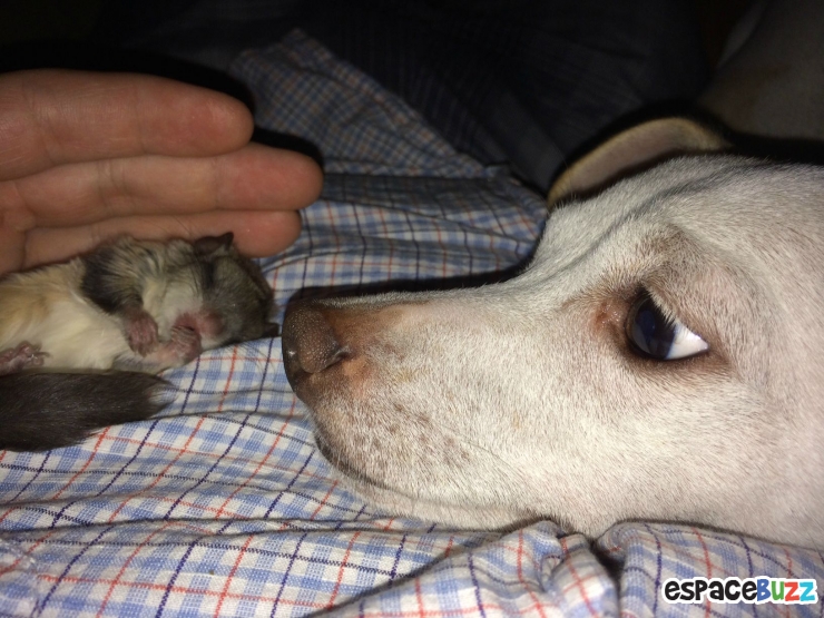 Illustration de l'article : Il a trouvé ce bébé écureuil à moitié mort dans la rue! La suite est à couper le souffle!