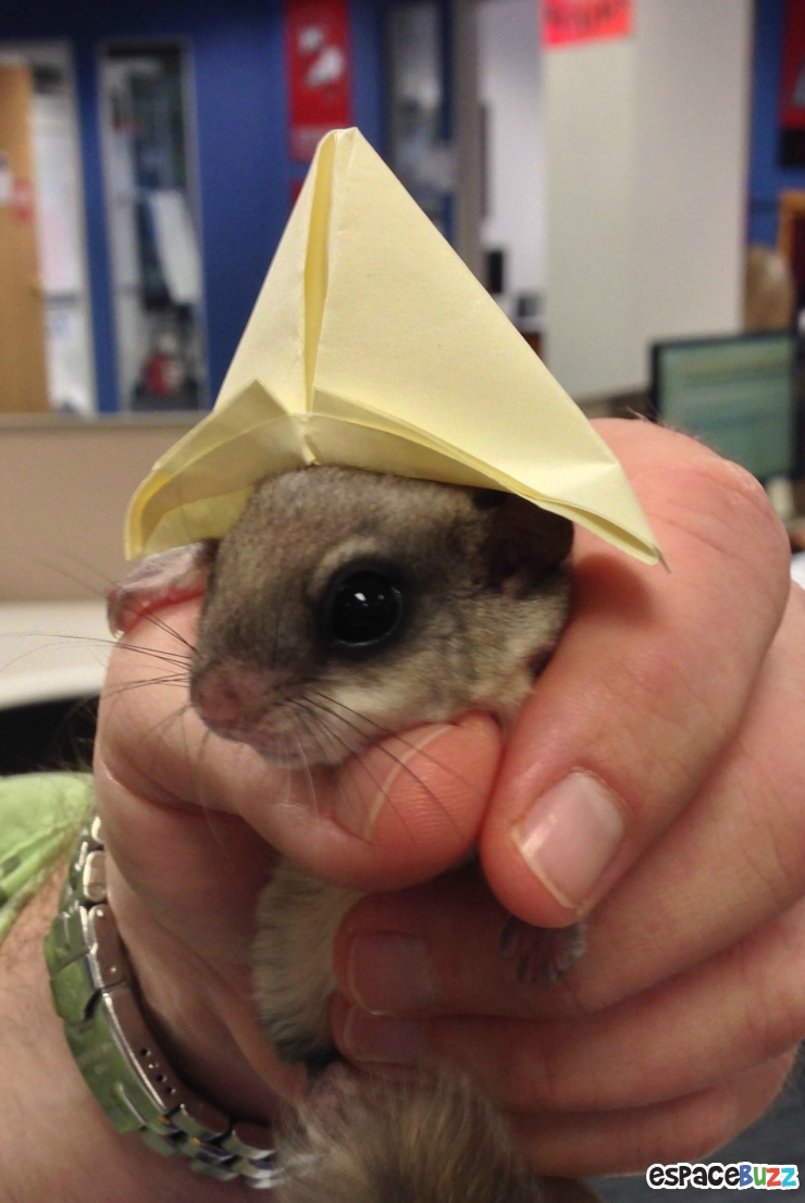 Illustration de l'article : Il a trouvé ce bébé écureuil à moitié mort dans la rue! La suite est à couper le souffle!