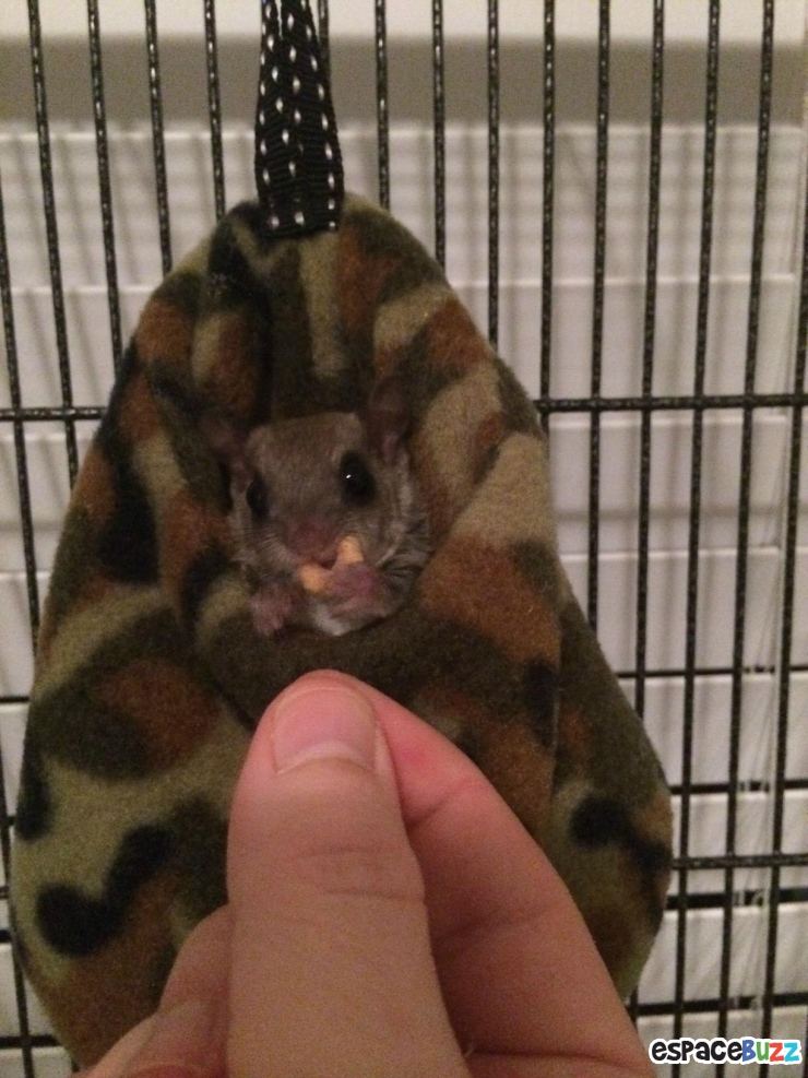 Illustration de l'article : Il a trouvé ce bébé écureuil à moitié mort dans la rue! La suite est à couper le souffle!