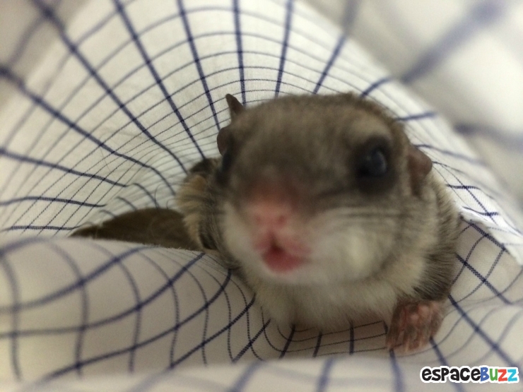 Illustration de l'article : Il a trouvé ce bébé écureuil à moitié mort dans la rue! La suite est à couper le souffle!