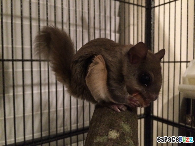 Illustration de l'article : Il a trouvé ce bébé écureuil à moitié mort dans la rue! La suite est à couper le souffle!