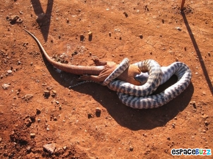 Illustration de l'article : 38 Photos prouvant que L'Australie est un pays aussi beau que mortel!