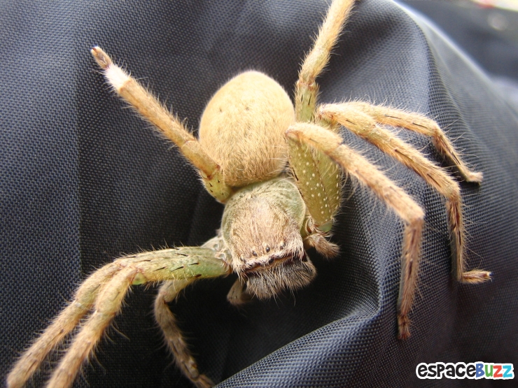 Illustration de l'article : 38 Photos prouvant que L'Australie est un pays aussi beau que mortel!