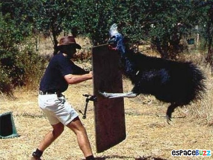 Illustration de l'article : 38 Photos prouvant que L'Australie est un pays aussi beau que mortel!