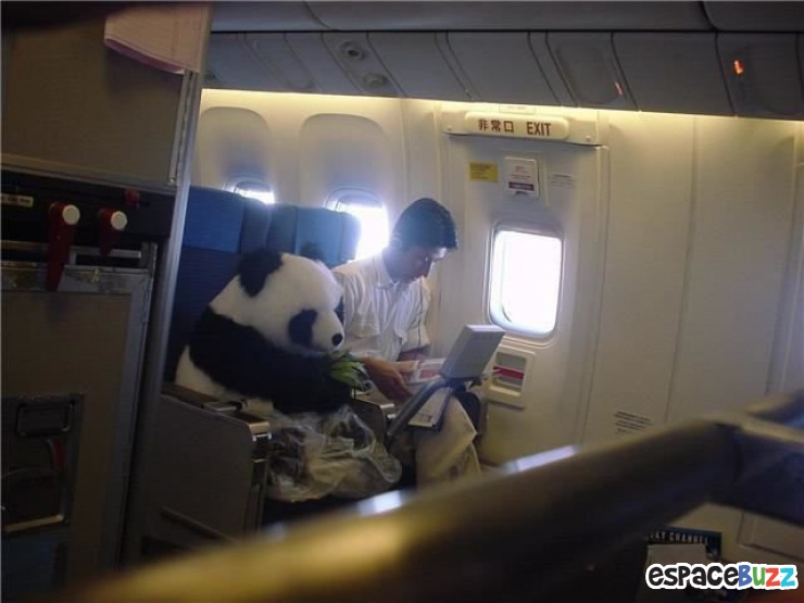 Illustration de l'article : Top 15 des passagers les plus étranges rencontrés dans un avion!