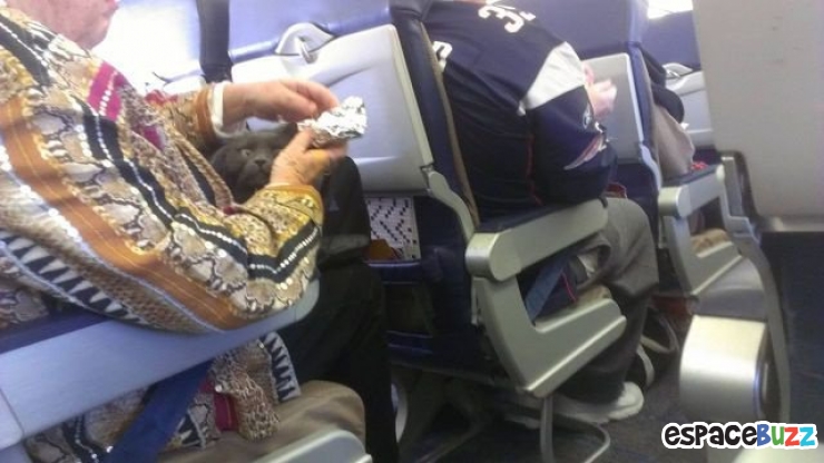 Illustration de l'article : Top 15 des passagers les plus étranges rencontrés dans un avion!