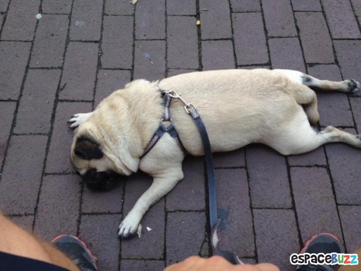 Illustration de l'article : 10 chiens qui refusent catégoriquement de faire un pas de plus!