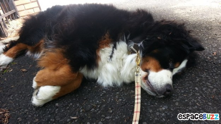 Illustration de l'article : 10 chiens qui refusent catégoriquement de faire un pas de plus!