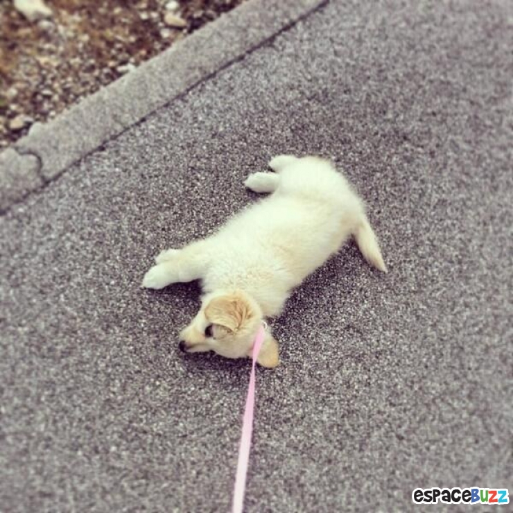 Illustration de l'article : 10 chiens qui refusent catégoriquement de faire un pas de plus!