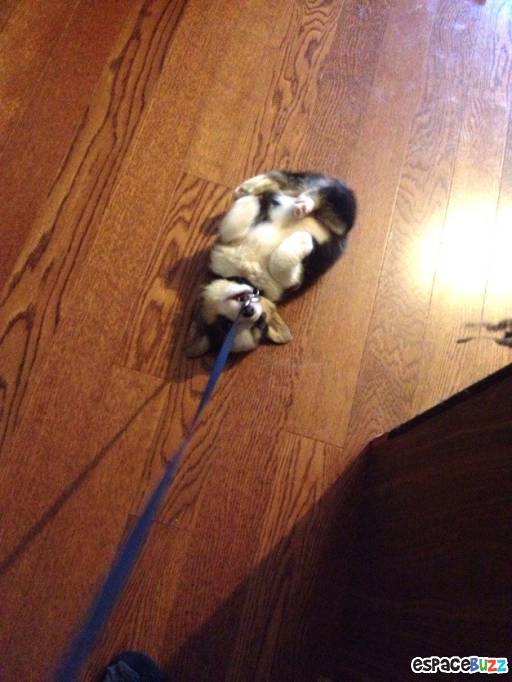 Illustration de l'article : 10 chiens qui refusent catégoriquement de faire un pas de plus!